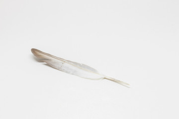 Single bird feather