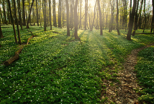 Fototapeta Trail in flowering green forest leading to the setting sun