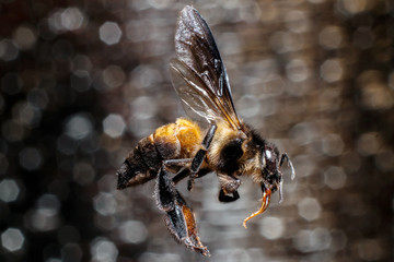Bees on dark background