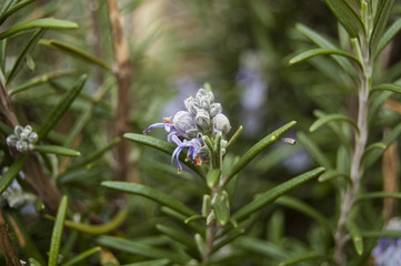 Obraz premium Violet buds rosemary flowers
