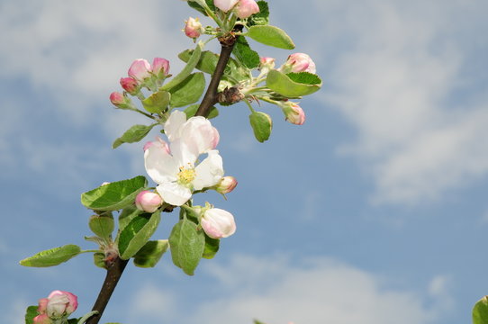 &Auml;ppelblom