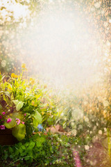 Beautiful summer flowers garden nature background with calendula  flowerbed . Summer nature background with yellow flowers in garden or park. Marigold flowers.