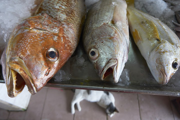 fish market