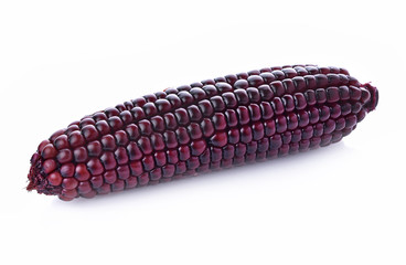 Purple corn on white background