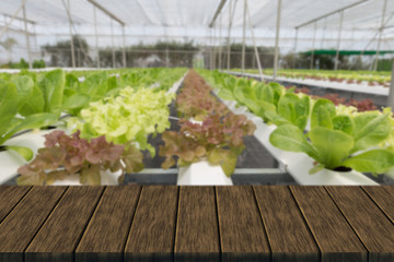 hydroponic lettuce vegetable growing in agriculture farm