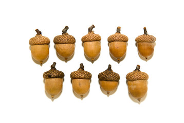 Many  brown acorns  with hats on over white