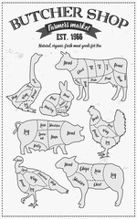 Obraz premium Cutting meat diagram guide cut scheme in vintage style. Chalk illustration graphic element for menu, banner. Steak cow pig chicken rabbit turkey goose duck lamb divided pieces. Silhouettes of animals.