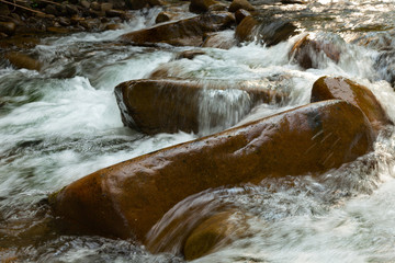 Mountain forest stream