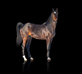 Obraz na płótnie Canvas isolate of the brown horse stay