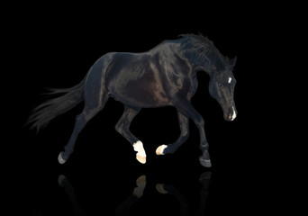 Obraz na płótnie Canvas isolate of the black horse