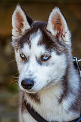 Close up of siberian husky