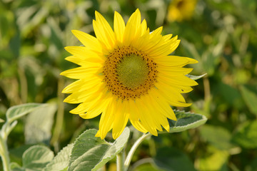 Bright yellow sunflowers