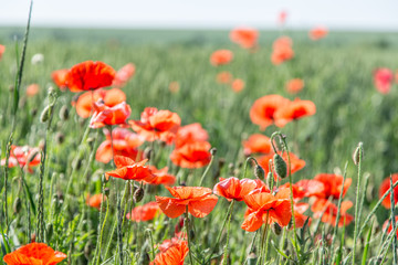 Field of red dainty poppies.