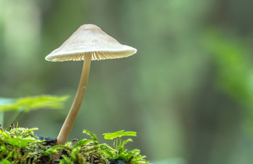 Kleiner Pilz im Wald