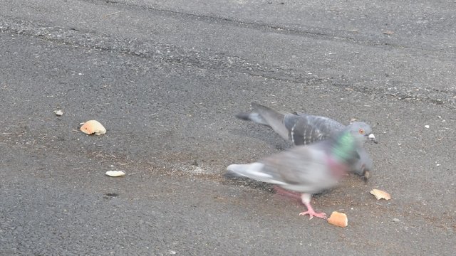 Pigeons cherchent des miettes