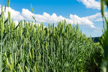 Green wheat