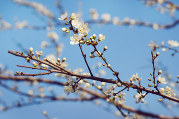 Blooming tree in spring