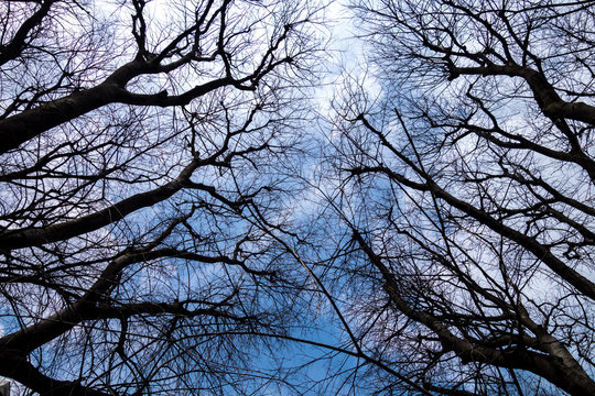 Rami spogli di alberi con sfondo un cielo azzurro e nuvole bianche