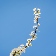 Spring blooming  tree
