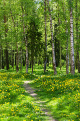 The path leading into spring forest