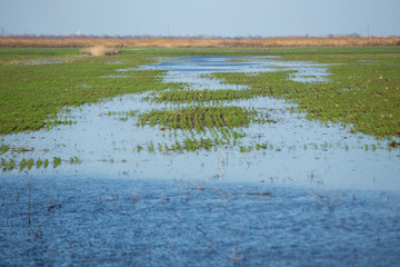 floodplain meadow, spring migration of birds