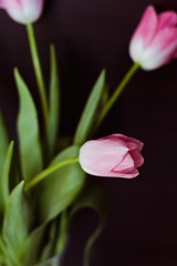 Fototapeta premium A beautiful bouquet of pink tulips in a vase on black background