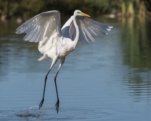 Airone bianco maggiore