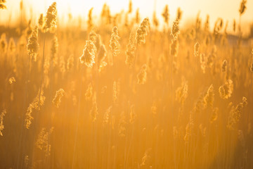reeds, cane, sunset