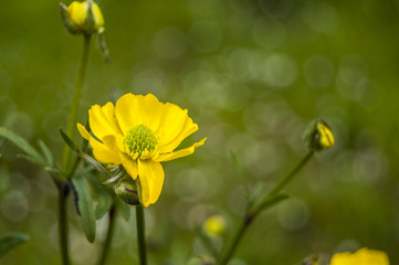 Yellow Macro Flowers left
