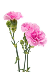 Fototapeta premium small pink carnation isolated