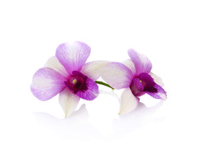 Fototapeta na wymiar orchid on the white background