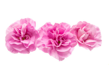 small pink carnation isolated