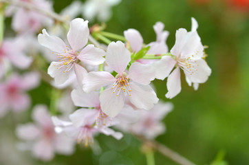Obraz na płótnie Canvas Beautiful Cherry blossom