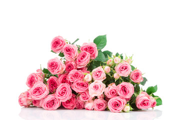 Roses isolated on white background