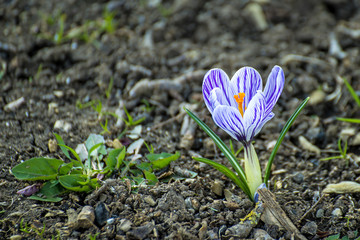Krokus auf einer Wiese
