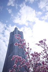 マグノリアの花と横浜ランドマークタワー