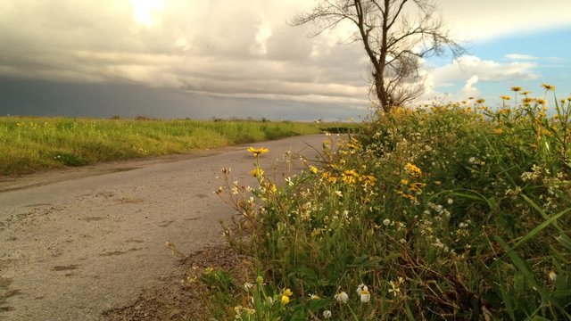 Landscape of field of yellow daisies and country road. Cloudy sky at sunset.