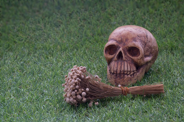 Still life of human skull and dry flower close up / Still life of human skull and dry flower on green grass sign of death
