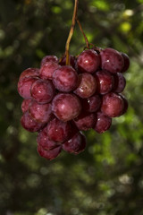 bunch of pink grapes