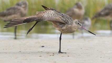 Marbled Godwit (Limosa fedoa) Stretching a Wing and Leg - Florida