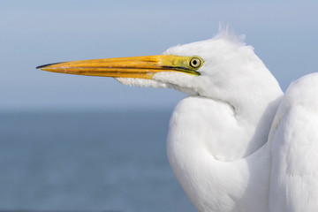Closeup of Great Egret (Ardea alba) - Florida