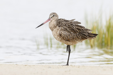 Marbled Godwit (Limosa fedoa) Resting on One Leg in a Florida Marsh