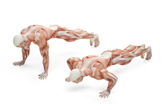 Push up exercise position. Anatomical illustration. Isolated wit