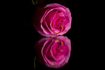 Pink rose on mirror background 