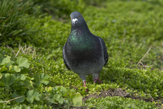 Pigeon on park  background 