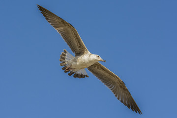 Seagull flying 