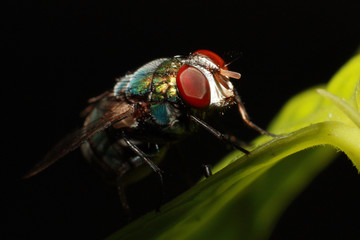 Macro photography of the compound eye of fly on black background