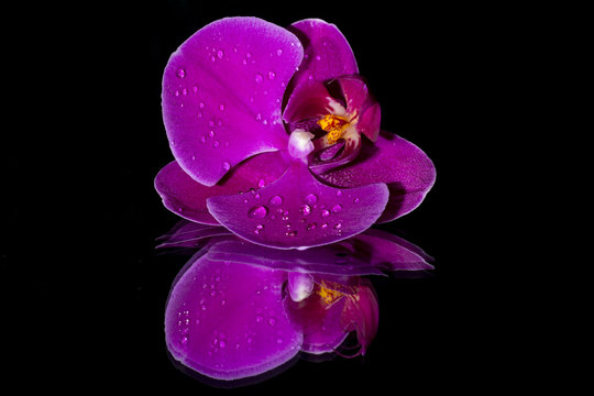 Purple orchid isolated  on black  background 