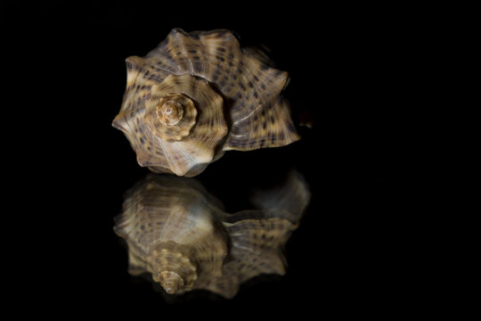 Shell isolated on black  background 