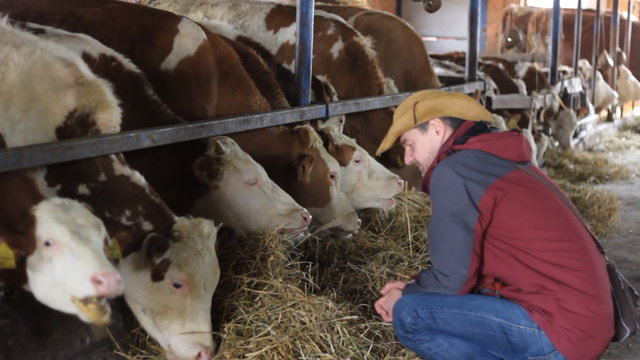 Cowboy Farmer Dairy cows farm Simmental cattle
